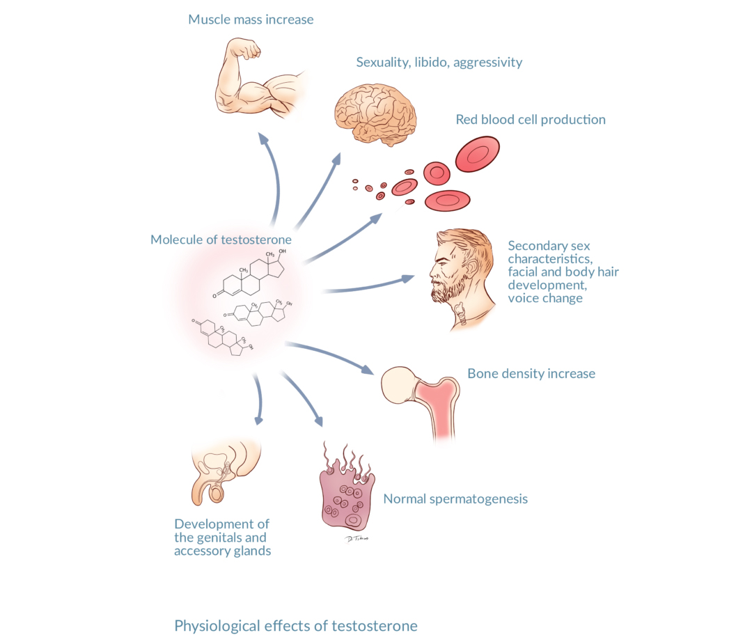 Actions_of_Testosterone