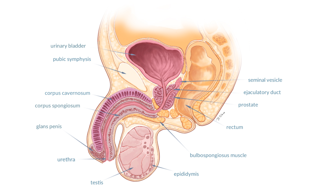 Prostatitis és varicoceliers prostate gland anatomy ultrasound